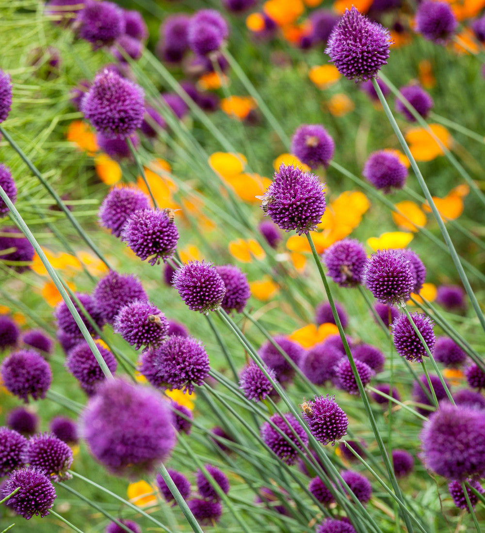 Sarah Raven Allium sphaerocephalon Blumenzwiebel 40 Zwiebeln spät