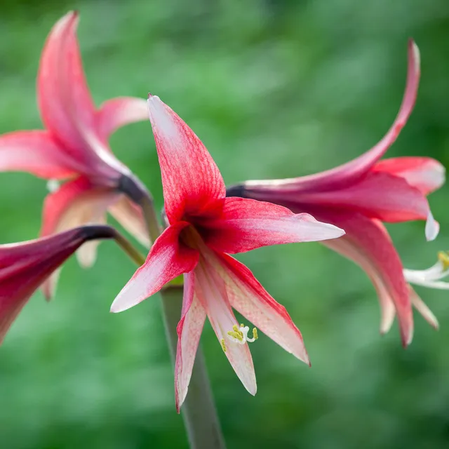 Sarah Raven Bulbs Amaryllis Santa Rosa Ritterstern 1 Zwiebel rosa