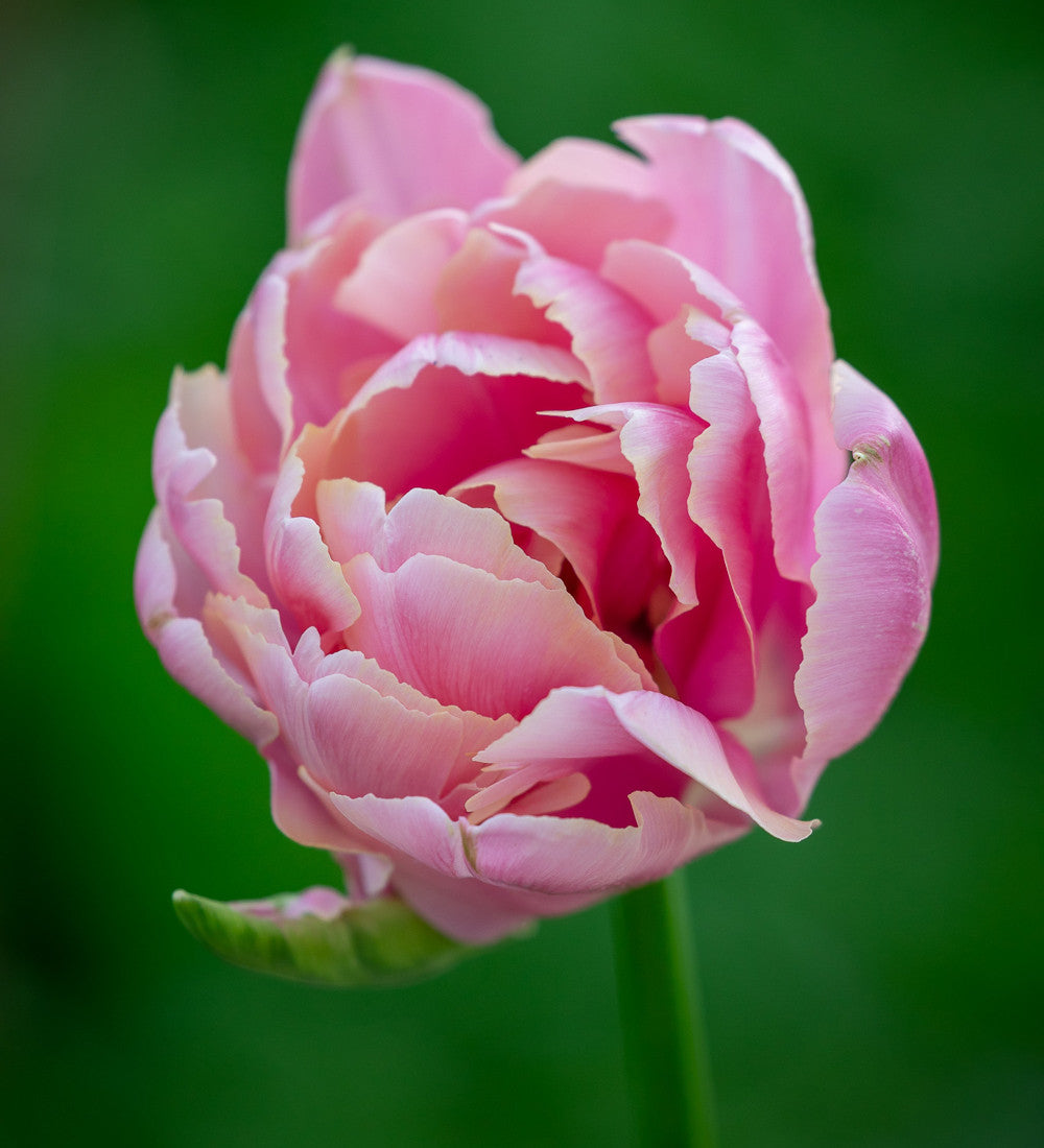Sarah Raven Bulbs Rose Bowl Tulpen Blumenzwiebeln 40 Stück
