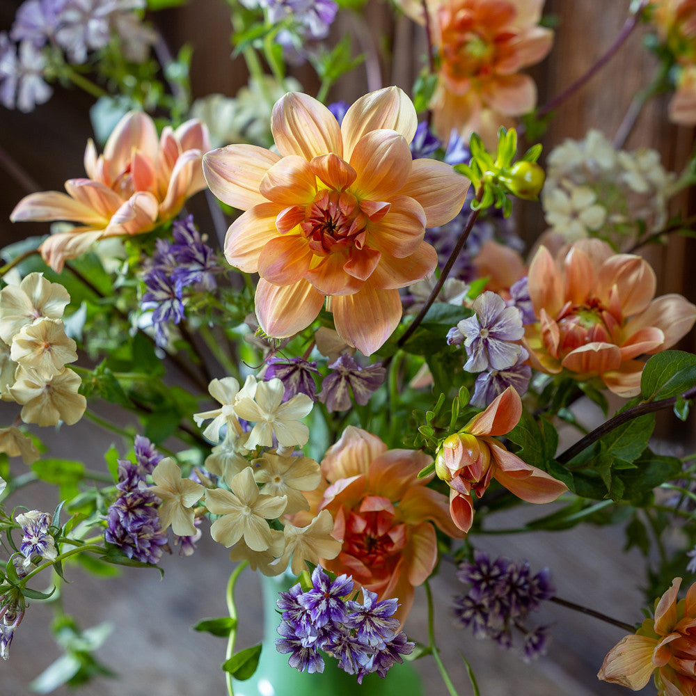 Sarah Raven Bulbs Dahlia Apricot Desire Dahlienknolle 1 Knolle aprikot