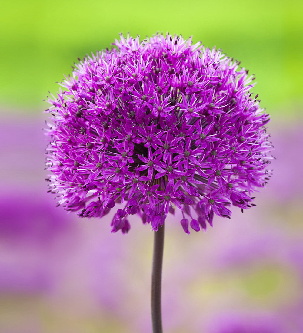 Sarah Raven Bulbs Successional Allium Kollektion Zwiebeln 21 Stück