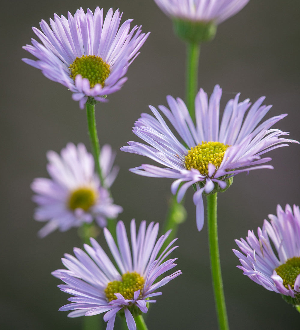 Sarah Raven Plants Erigeron Lavender Lady Pflanze 3x 9cm Dauerblüher
