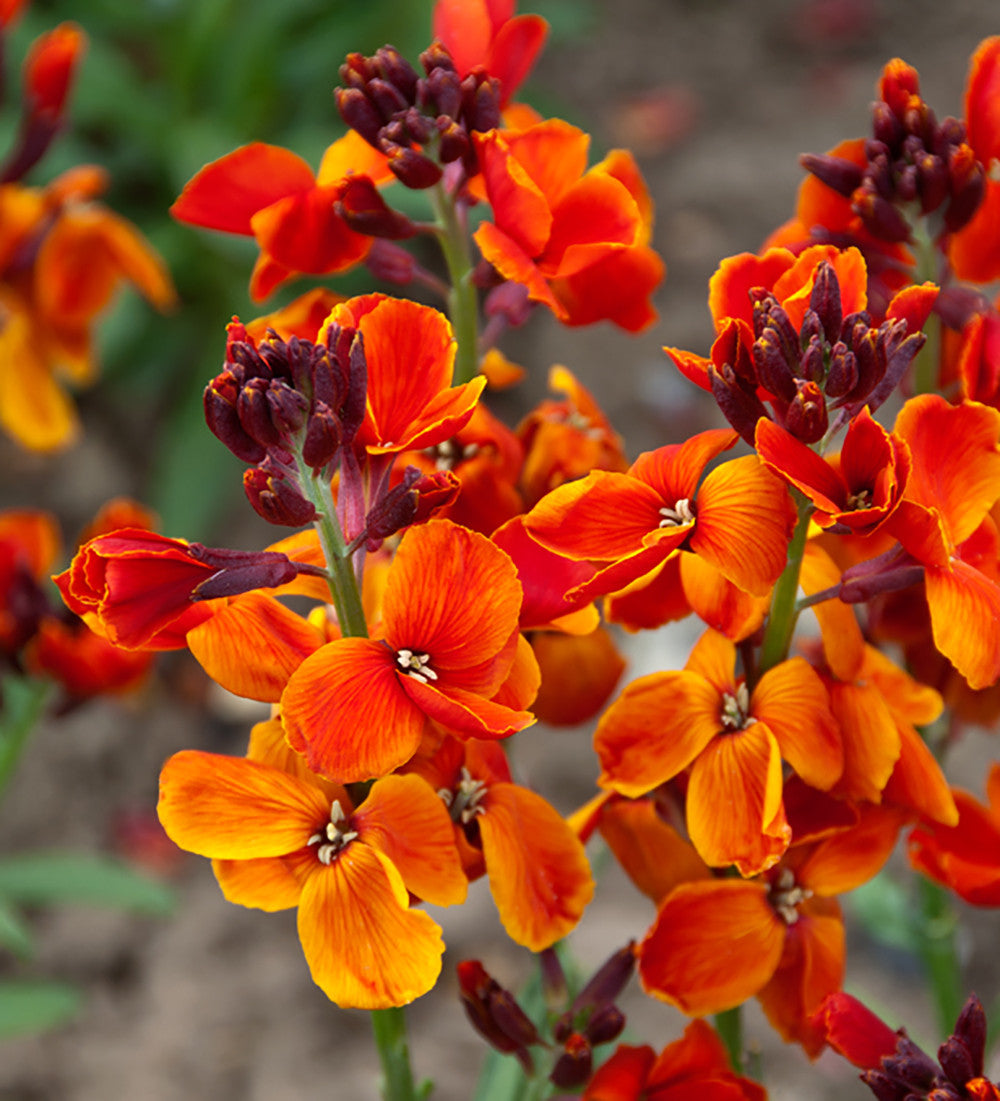 Sarah Raven Plants Rich Velvet Goldlack Samen 45 Samen duftend