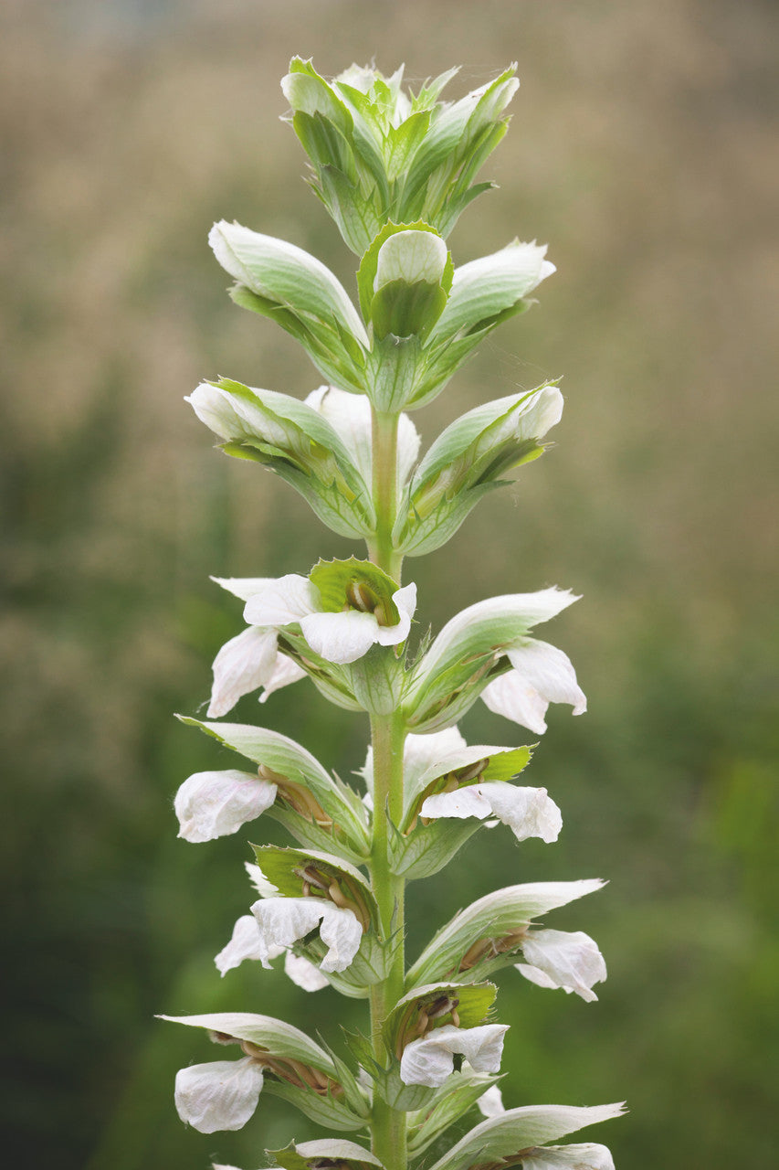 Sarah Raven Acanthus mollis Rue Ledan Staude 3x 9cm weiß