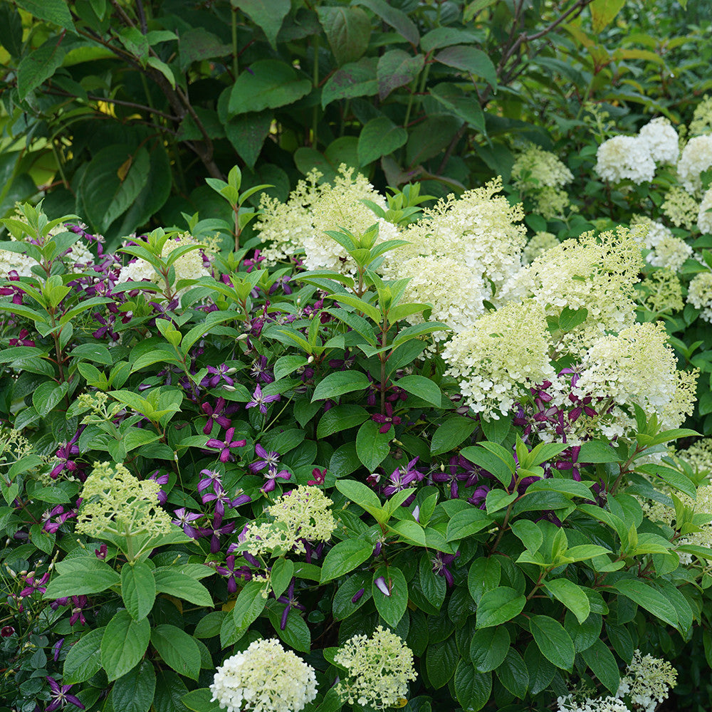 Sarah Raven Plants Clematis Sweet Summer Love Pflanze 2L Rot