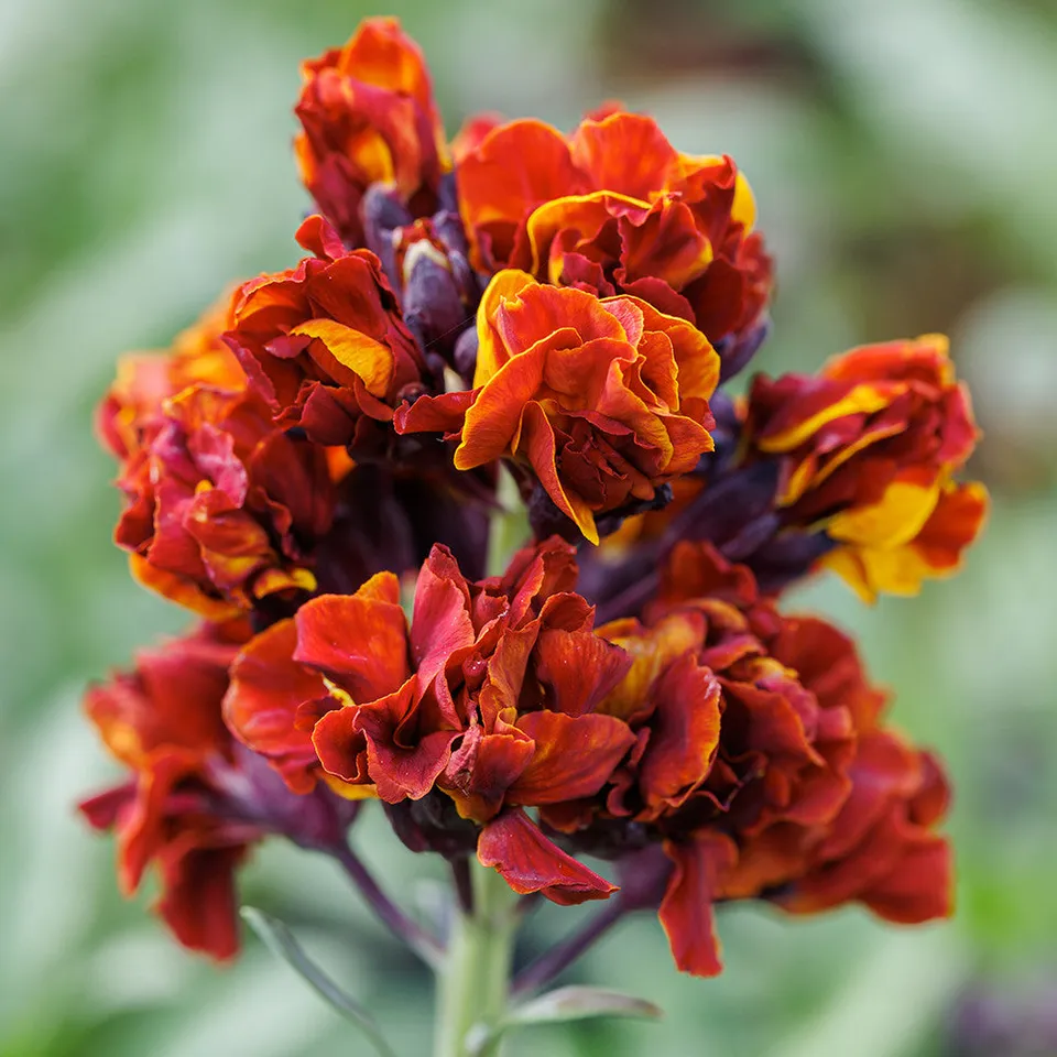 Sarah Raven Plants Wallflower Taffeta Red Pflanze 3x9cm duftend