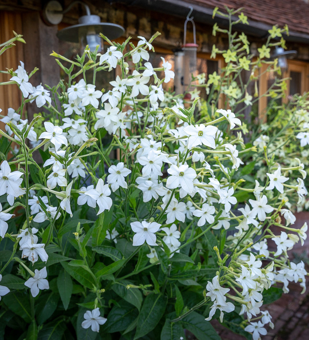 Sarah Raven Seeds Nicotiana Grandiflora Blumensamen 200 Samen duftend