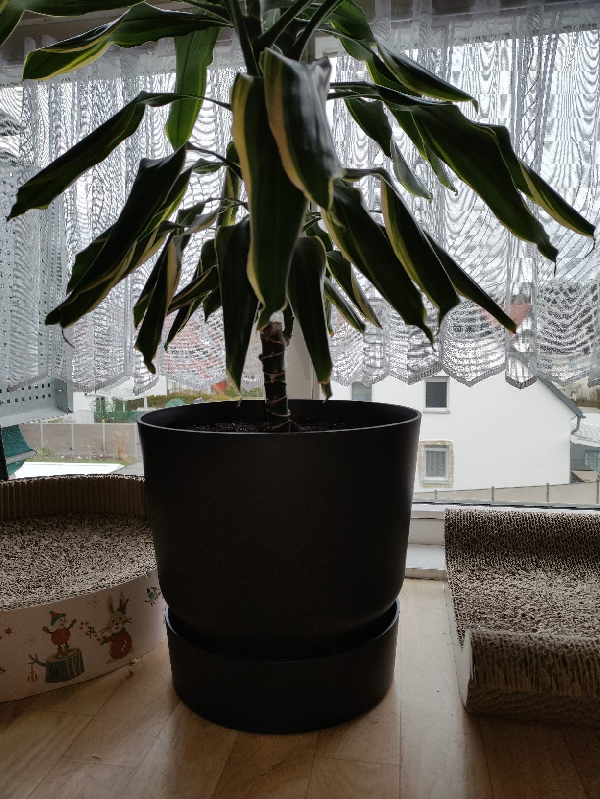 elho Greenville Rund 25 cm Blumentopf Living Schwarz frostbeständig