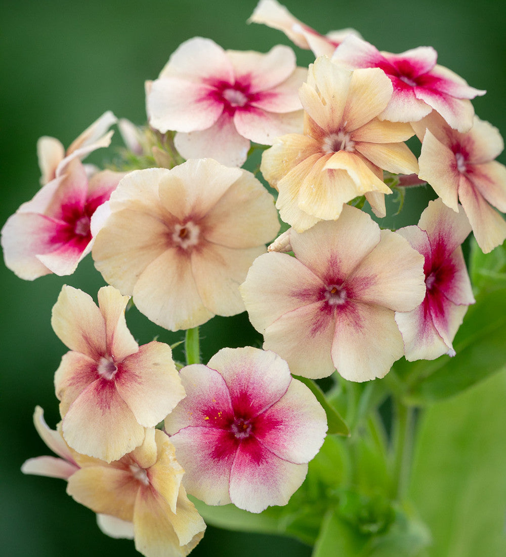 Sarah Raven Plants Phlox Cherry Caramel Blumensamen 175 Samen einjährig