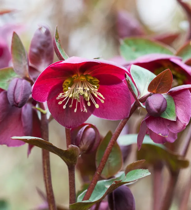 Sarah Raven Plants Christrose Anna's Red Pflanze 1 L Topf rot