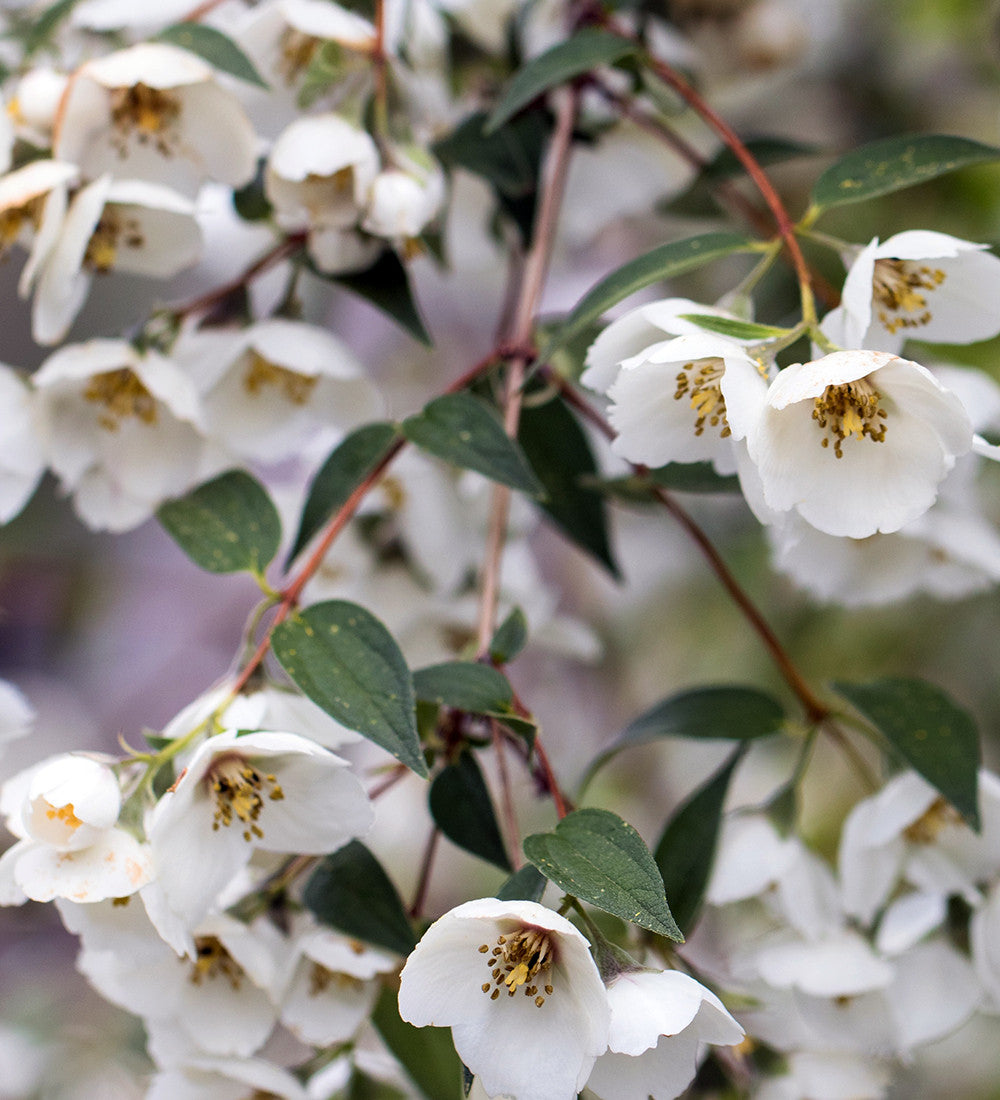 Sarah Raven Plants Philadelphus Fragrant Falls Strauch 2L weiß