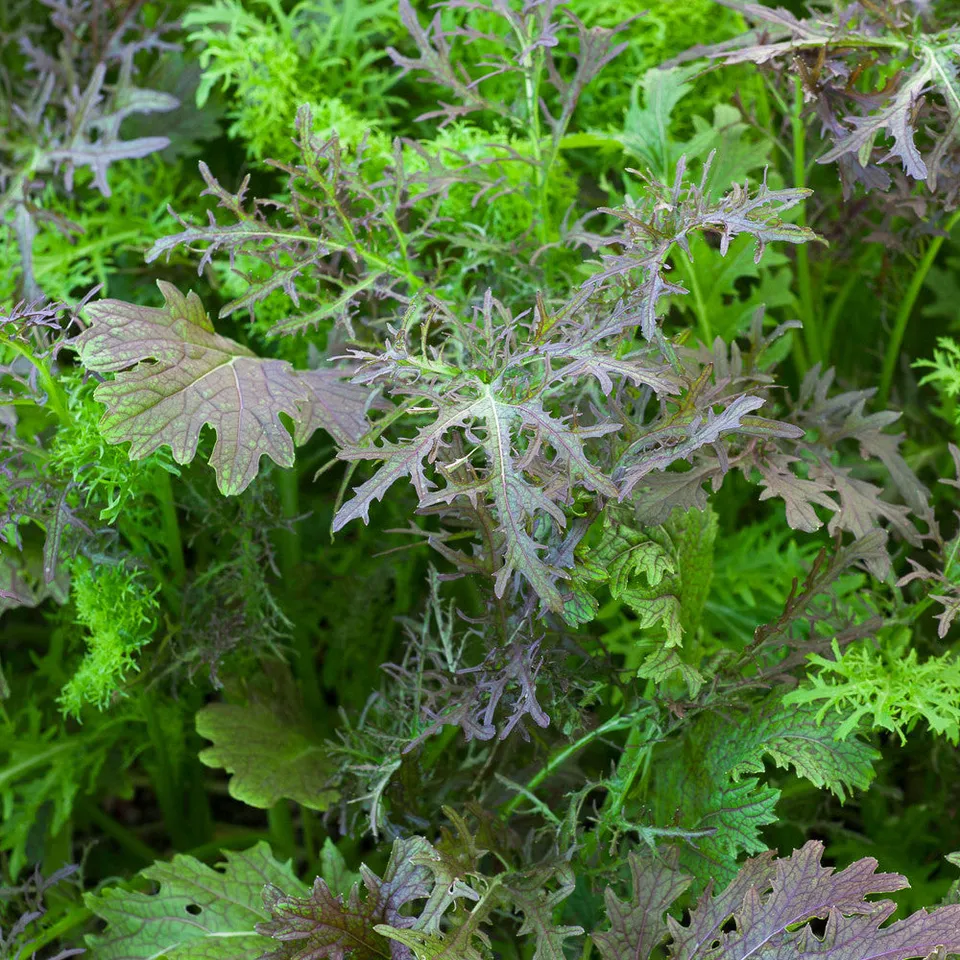 Sarah Raven Seeds Hardy Mustard Mix Salatsamen 350 Stück