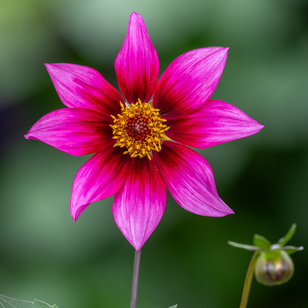 Sarah Raven Bulbs Dahlie Schipper's Choice Knolle 1 Stück pink