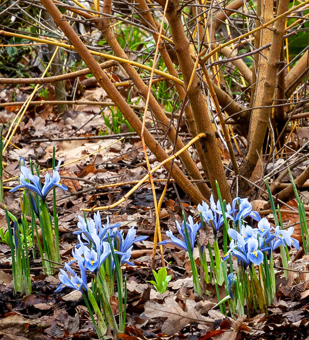 Sarah Raven Iris Alida Reticulata Blumenzwiebeln 25 Stück blau
