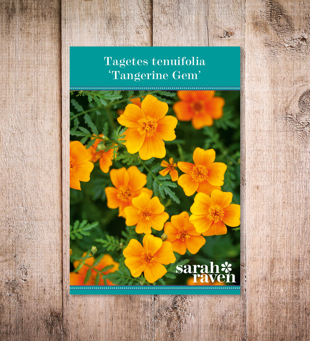 Sarah Raven Tagetes Tangerine Gem Blumensamen 250 Samen