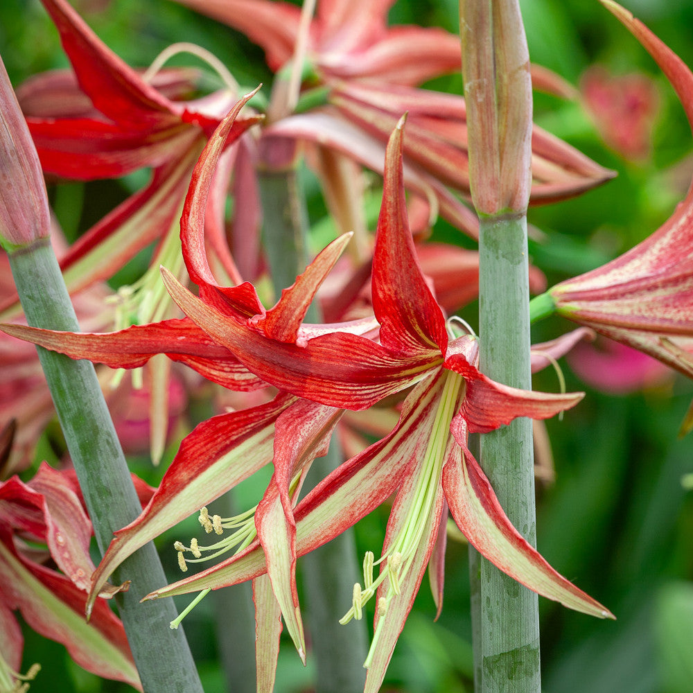 Sarah Raven Bulbs Amaryllis Tango Blumenzwiebel 1 Zwiebel rot