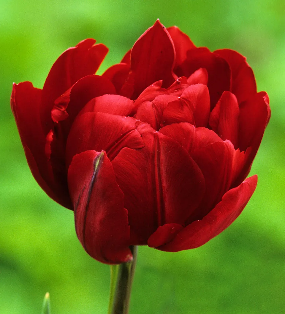 Sarah Raven Bulbs Tulpe Uncle Tom Blumenzwiebeln 10 Stück rot