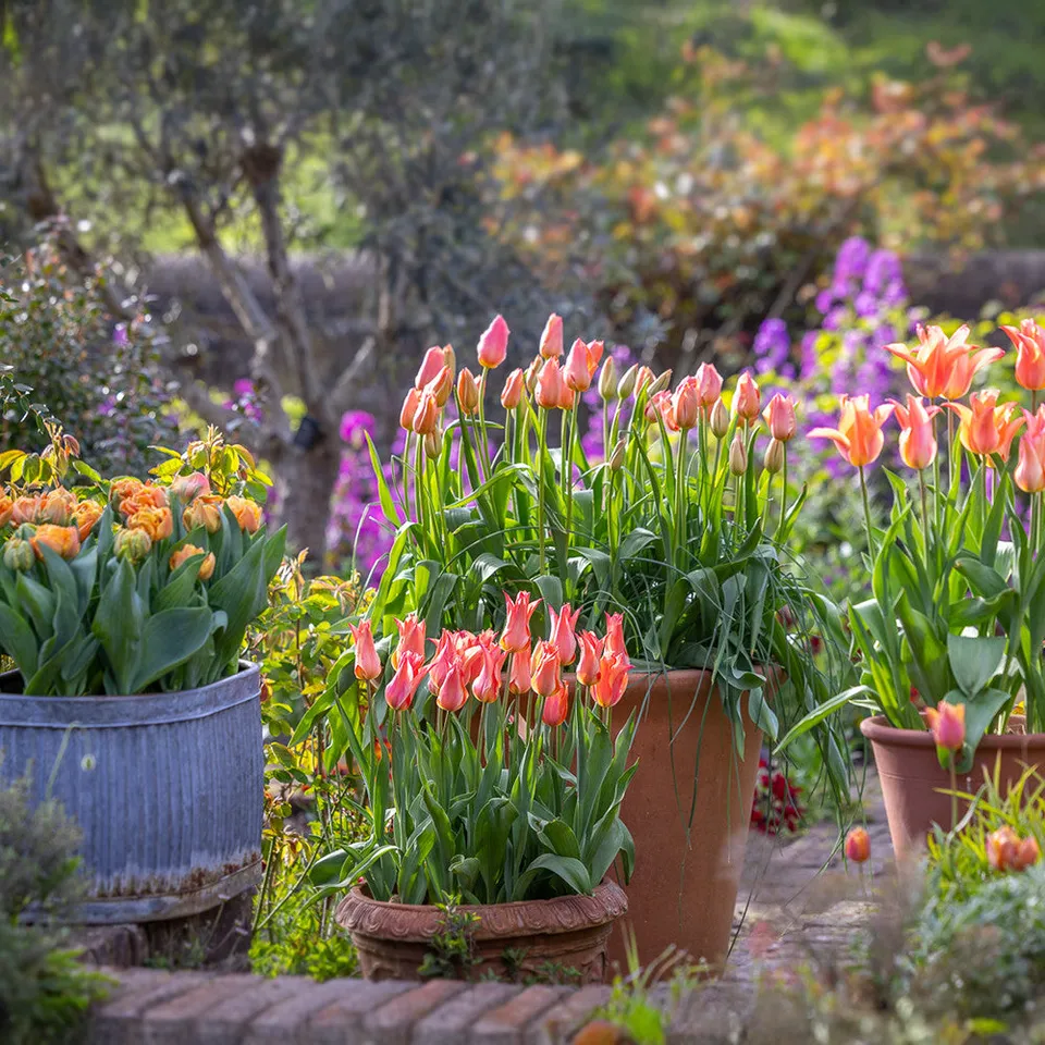 Sarah Raven Bulbs Apricot Pot Tulip Collection 30 Zwiebeln