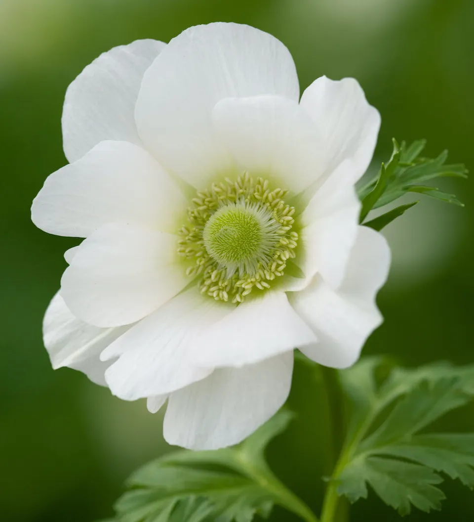 Sarah Raven Bulbs Anemone The Bride Blumenzwiebeln 20 Knollen weiß