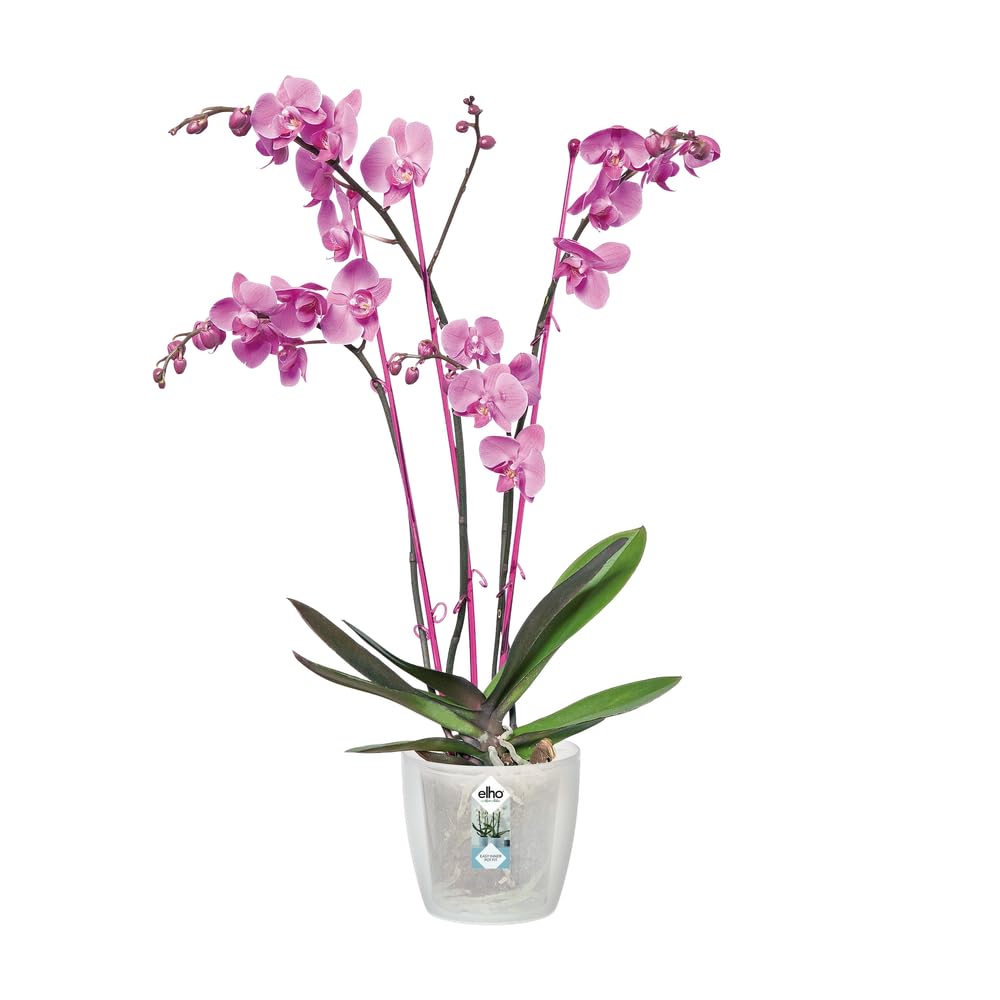 elho Brussels Orchideentopf 12,5 cm Transparent für innen