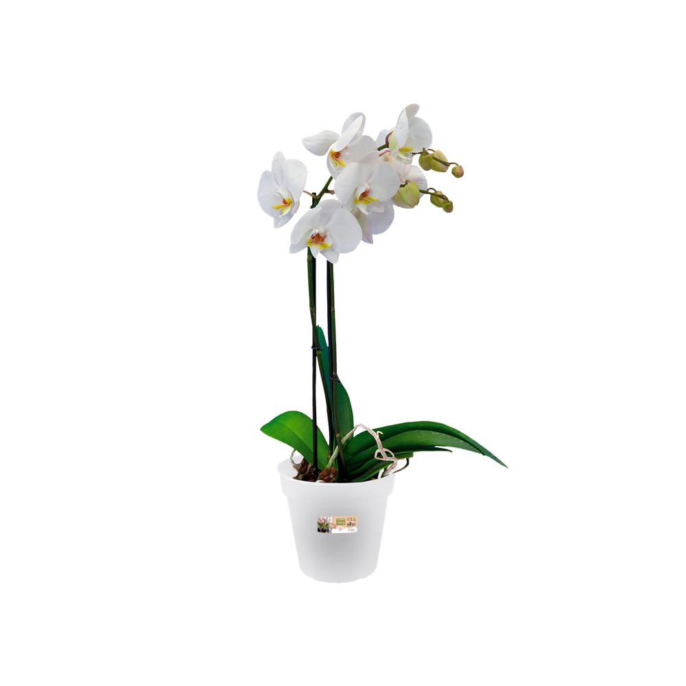 elho Green Basics Orchideentopf 13 cm transparent rund