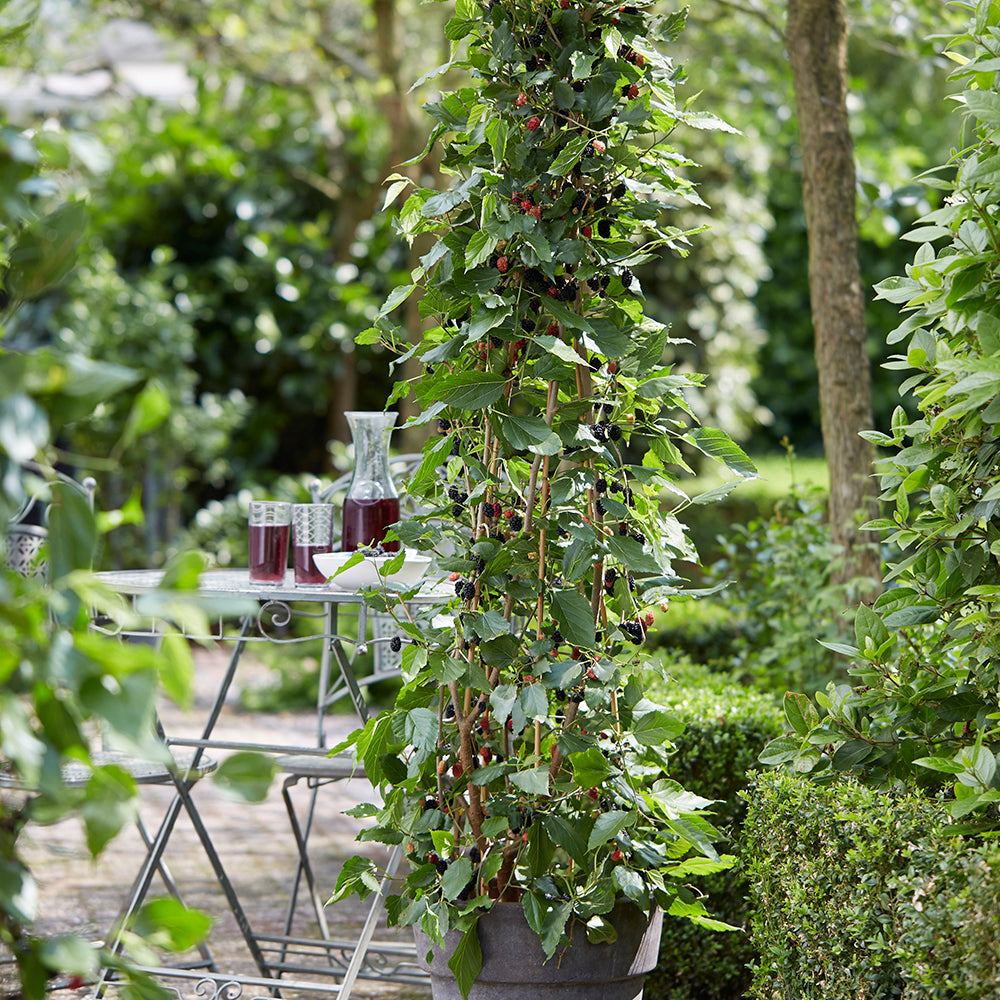 Sarah Raven Plants Mojo Berry Maulbeere Pflanze 3L Topf kompakt