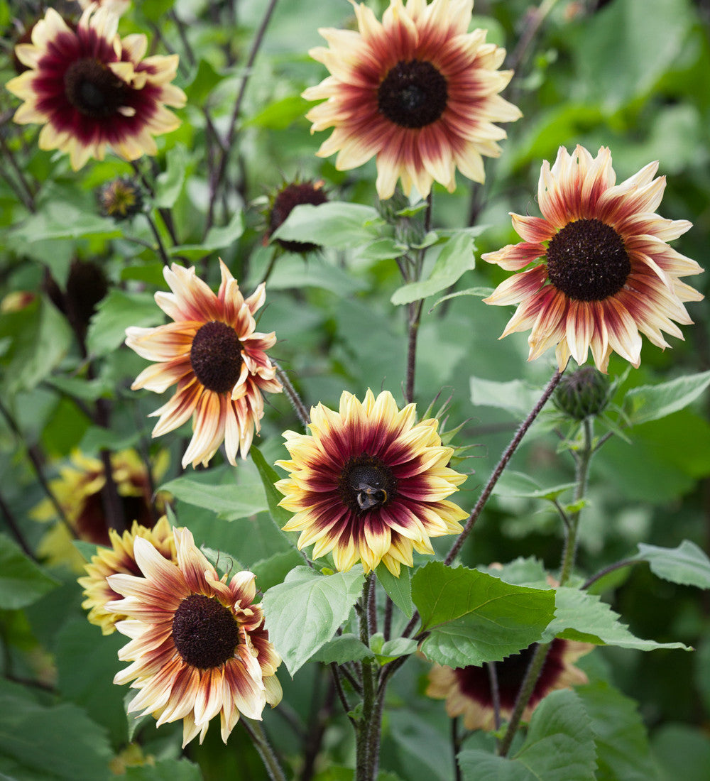 Sarah Raven Seeds Helianthus Magic Roundabout F1 Sonnenblume 50 Samen