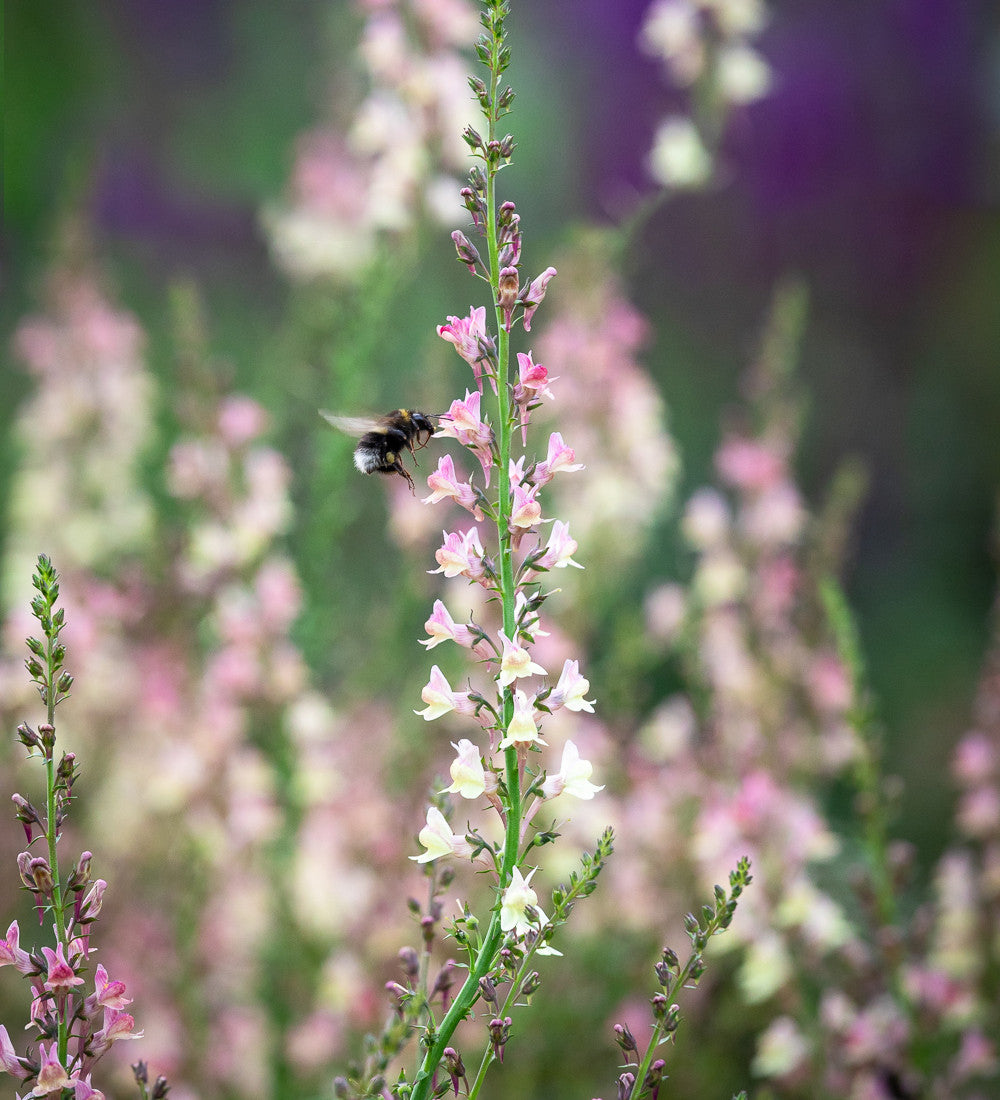 Sarah Raven Plants Linaria Peachy Staude 3 x 9cm pfirsich