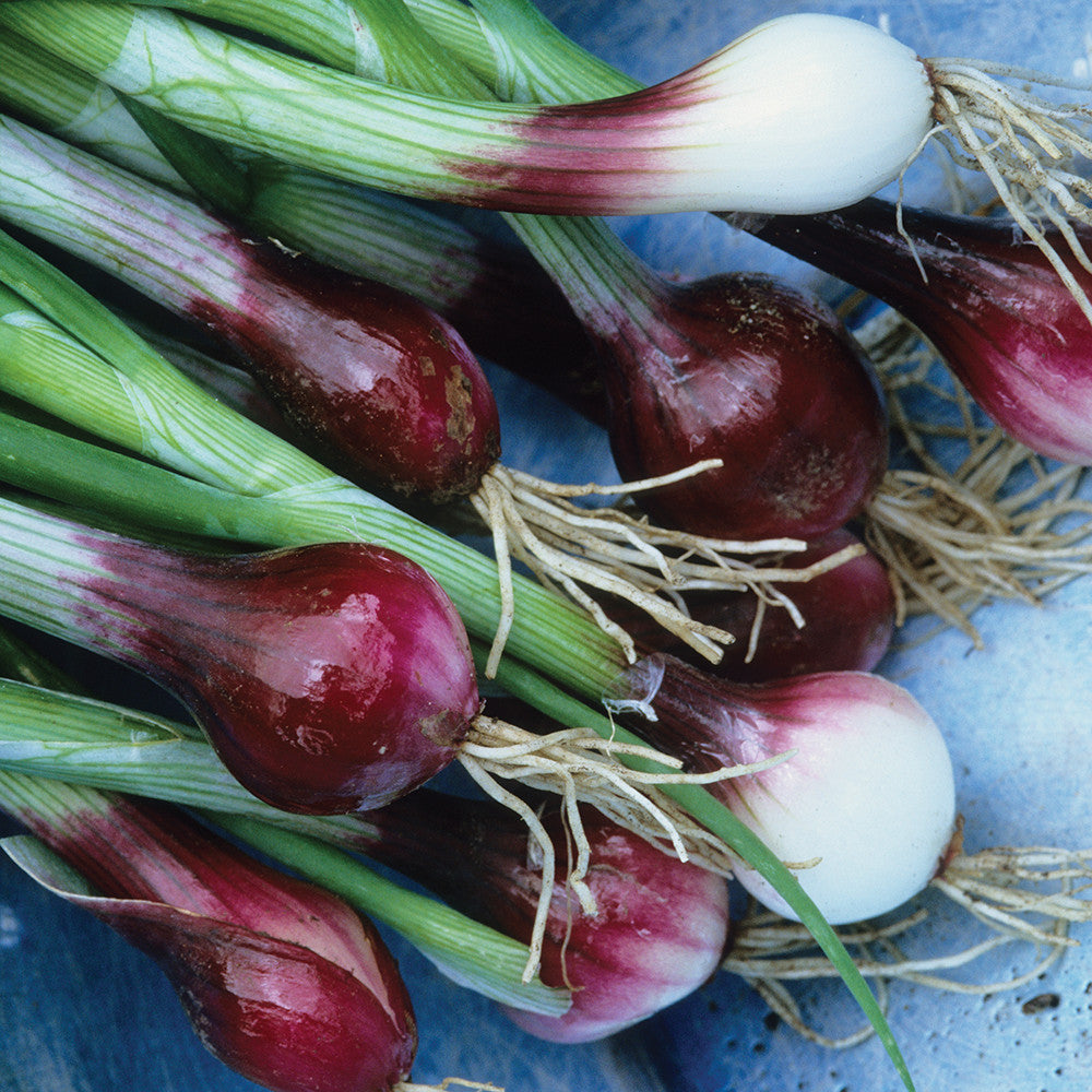 Sarah Raven Seeds Frühlingszwiebel North Holland Blood Red 500 Samen