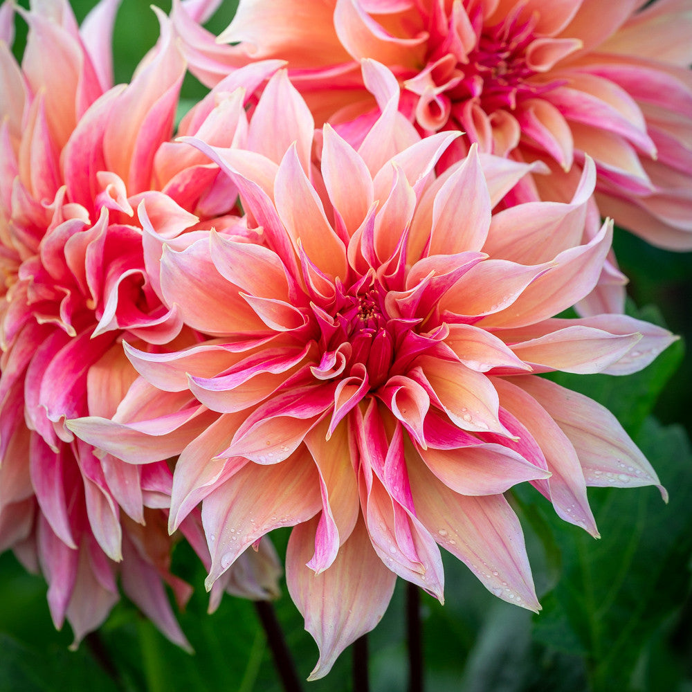 Sarah Raven Bulbs Dahlia Labyrinth Dahlienknolle 1 Knolle rosa