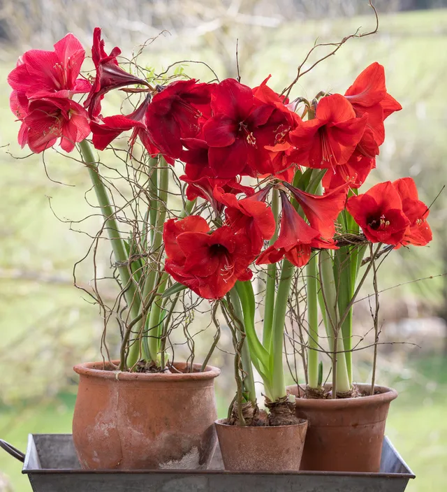 Sarah Raven Christmas Amaryllis Blumenzwiebeln 3 Stück rot