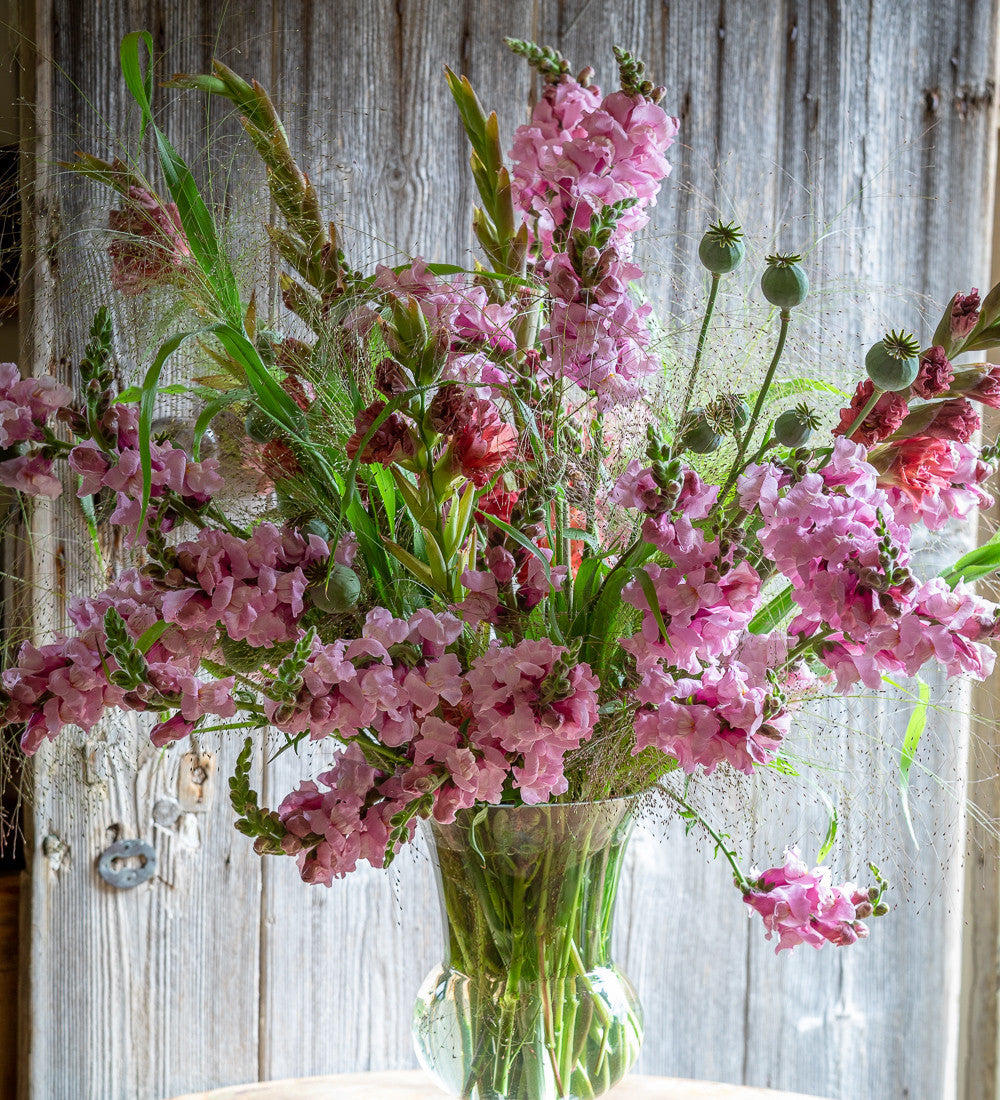 Sarah Raven Plants Antirrhinum Potomac Lavender F1 Samen 30 Stück rosa