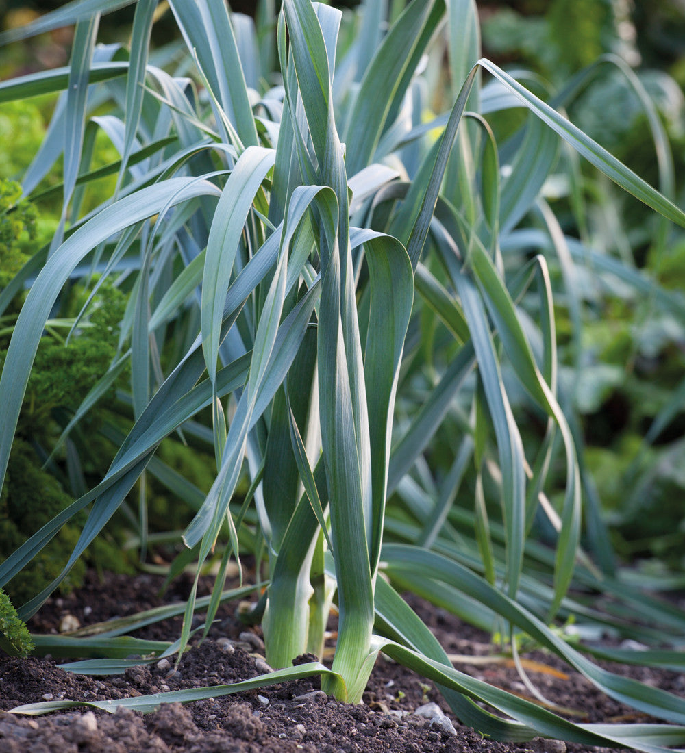 Sarah Raven Seeds Leek Musselburgh Saatgut 450 Samen winterhart