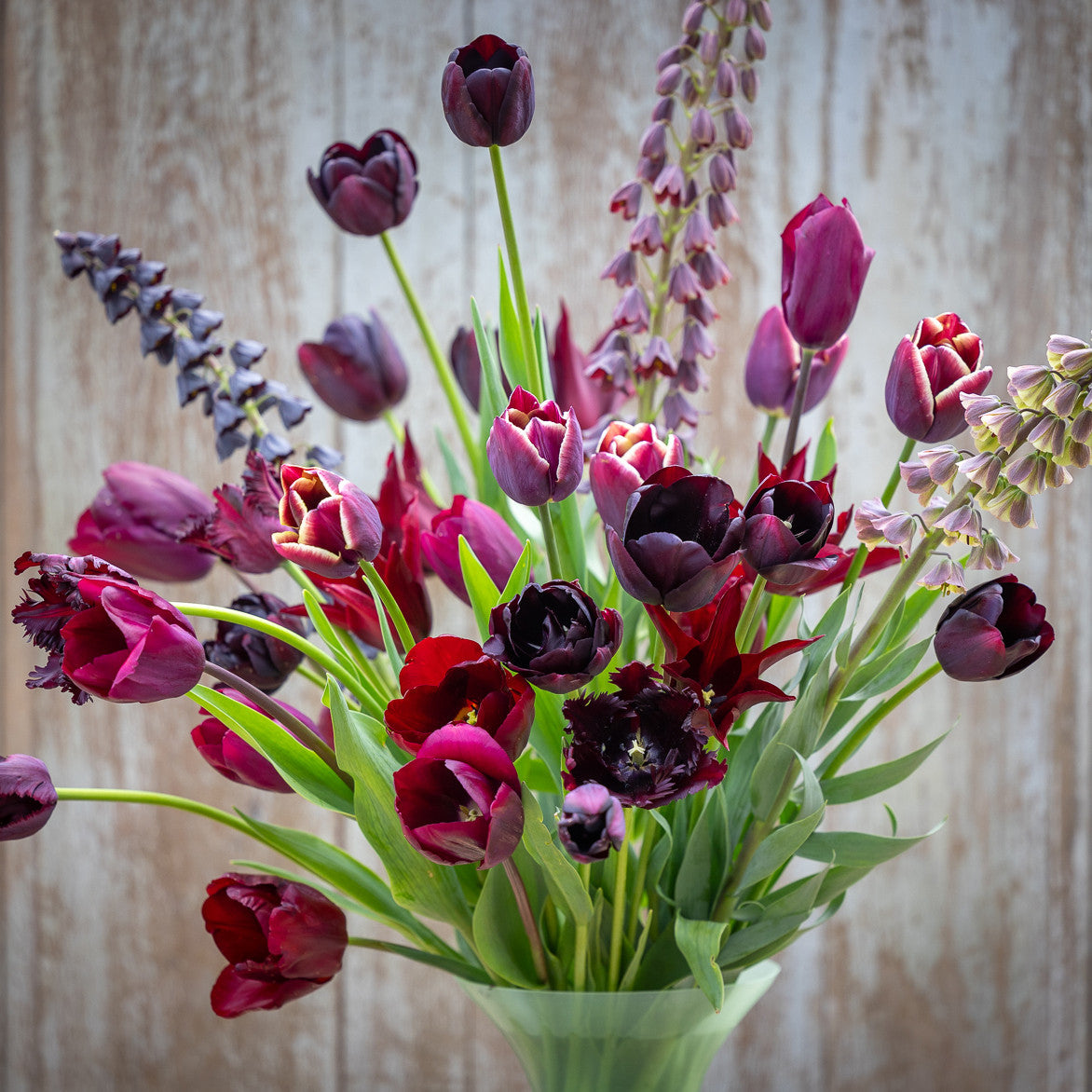 Sarah Raven Bulbs Tulpe Queen of Night 10 Tulpenzwiebeln schwarz