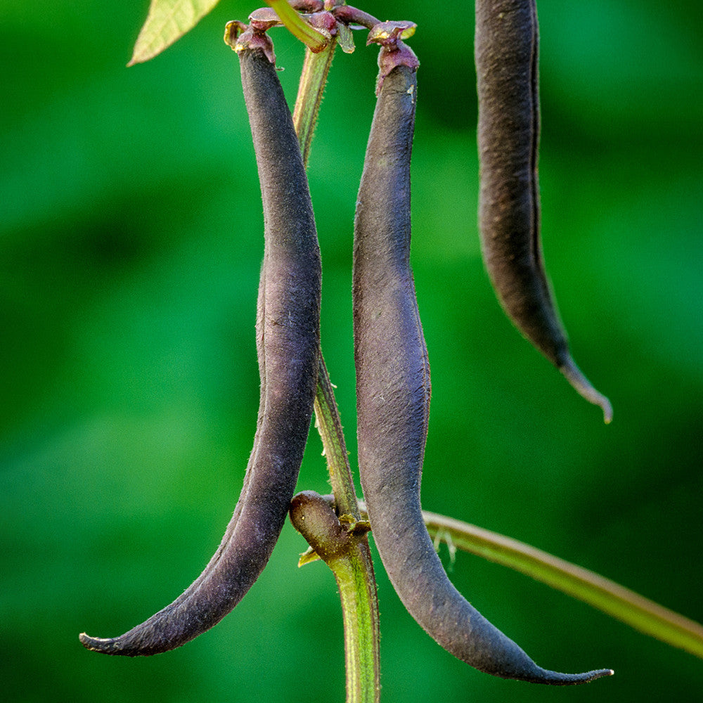 Sarah Raven Seeds Purple Teepee Buschbohnen Samen 125 Samen lila
