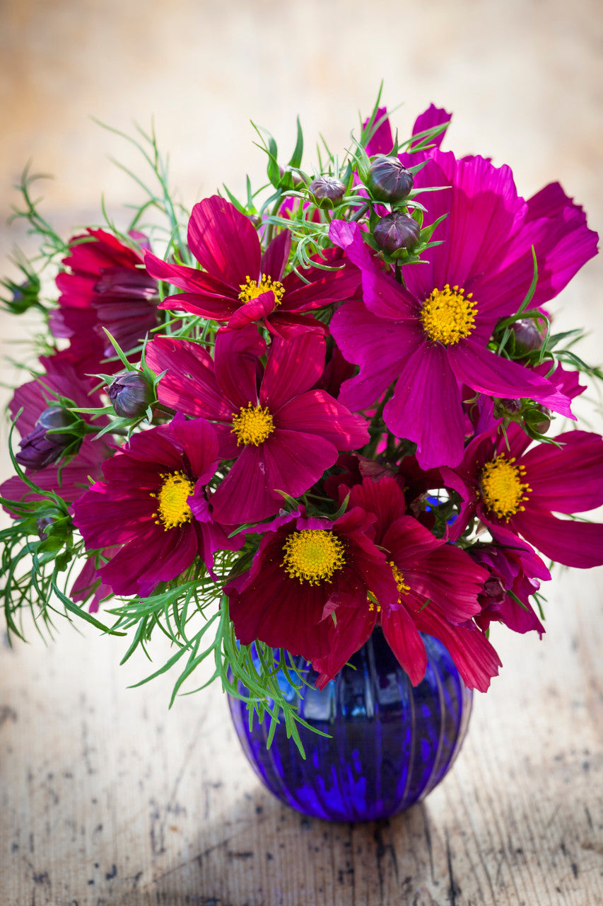 Sarah Raven Plants Cosmos Rubenza Samen 40 Samen dunkelrot