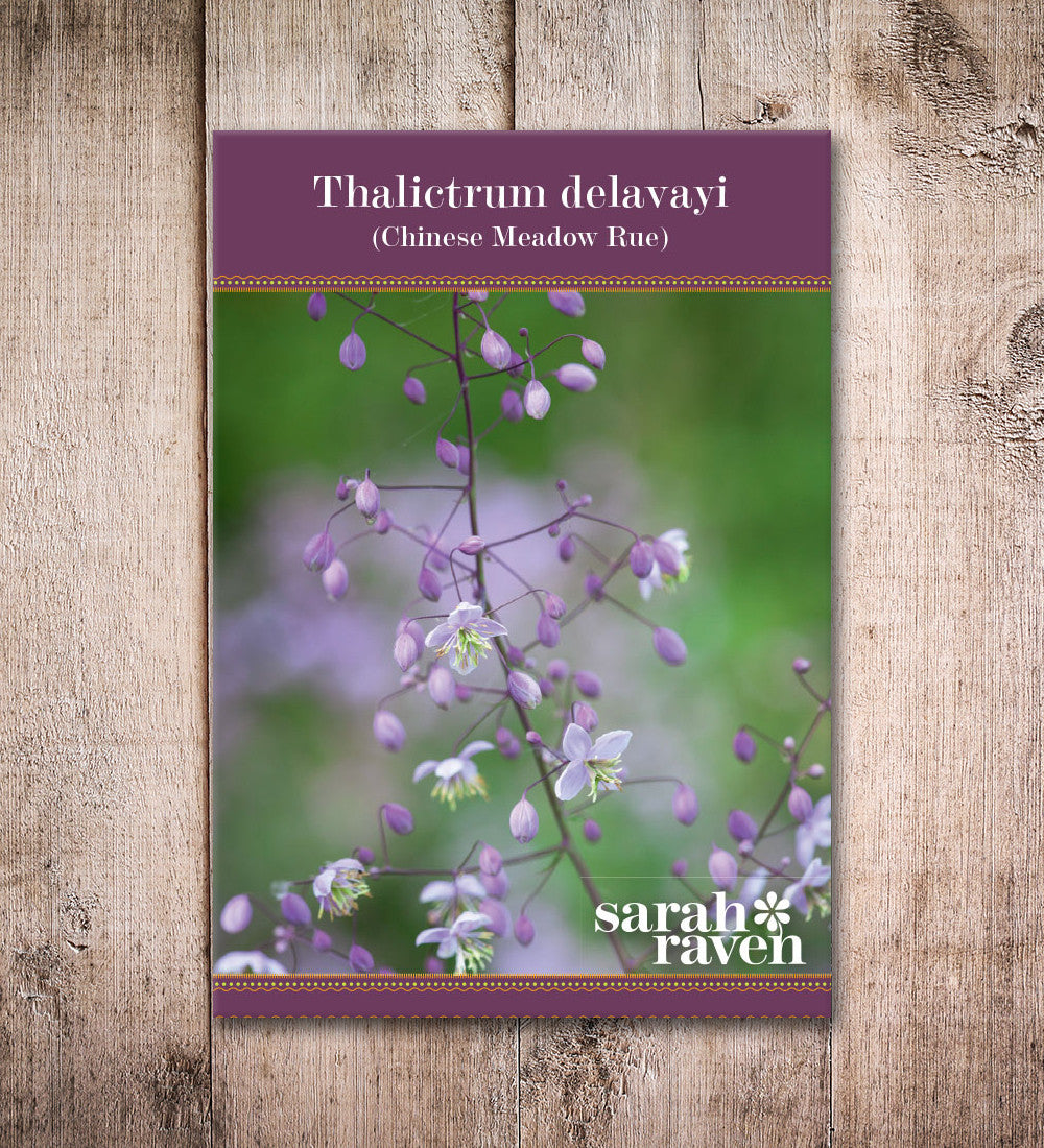 Sarah Raven Plants Wiesenraute Thalictrum delavayi 3x9cm lila