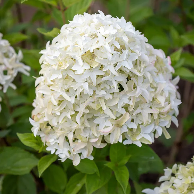 Sarah Raven Hortensie Skyfall Pflanze 2 Liter Rispe