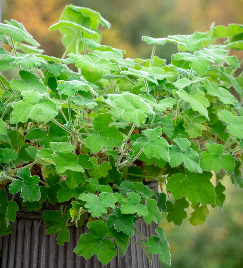 Sarah Raven Plants Pelargonium tomentosum Pflanze 2L Minze