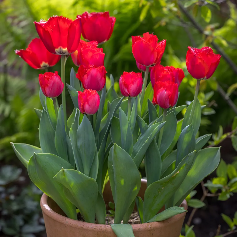 Sarah Raven Bulbs Tulpe Masterpeace 10 Blumenzwiebeln rosa