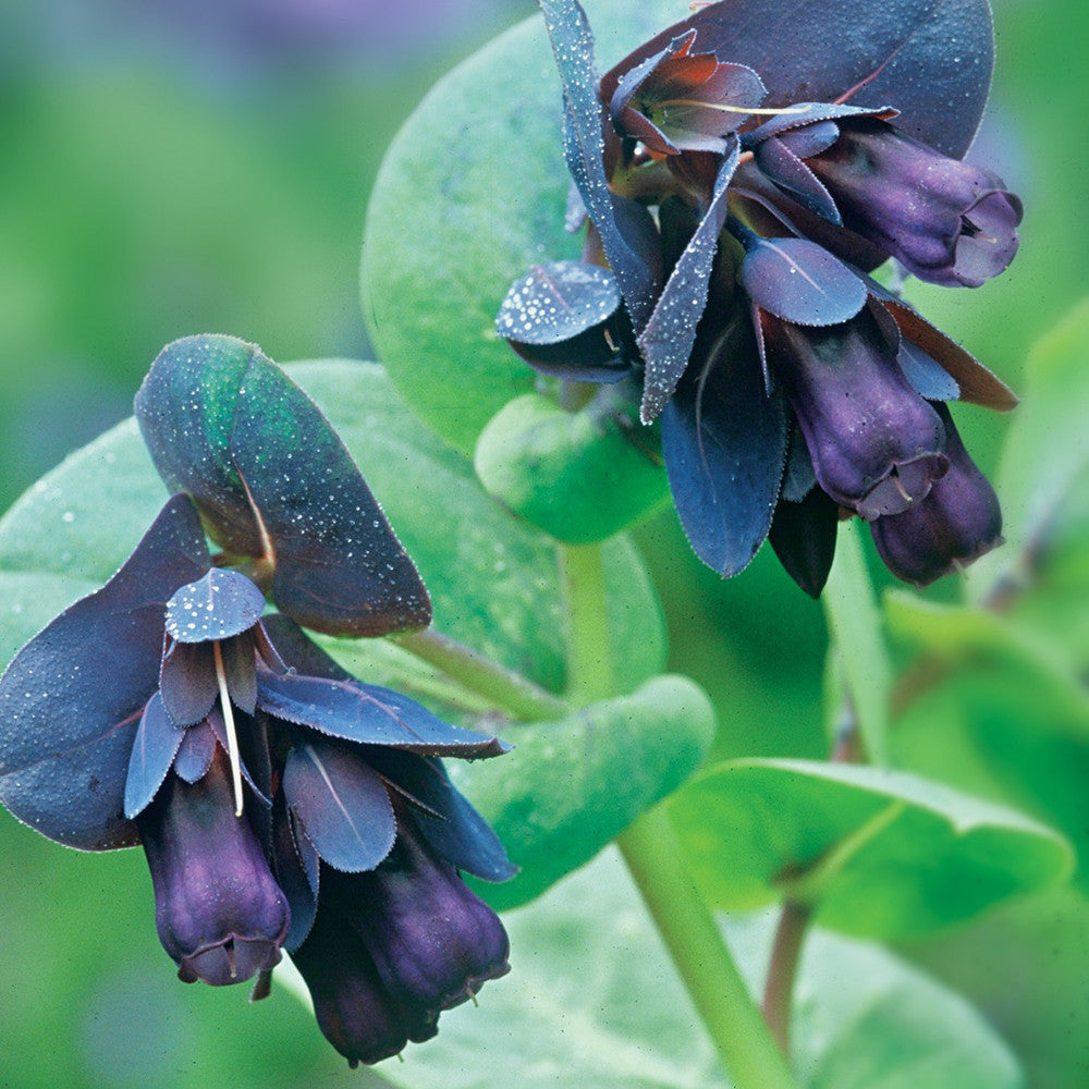 Sarah Raven Plants Cerinthe major Purpurascens Blumensamen 12 Samen