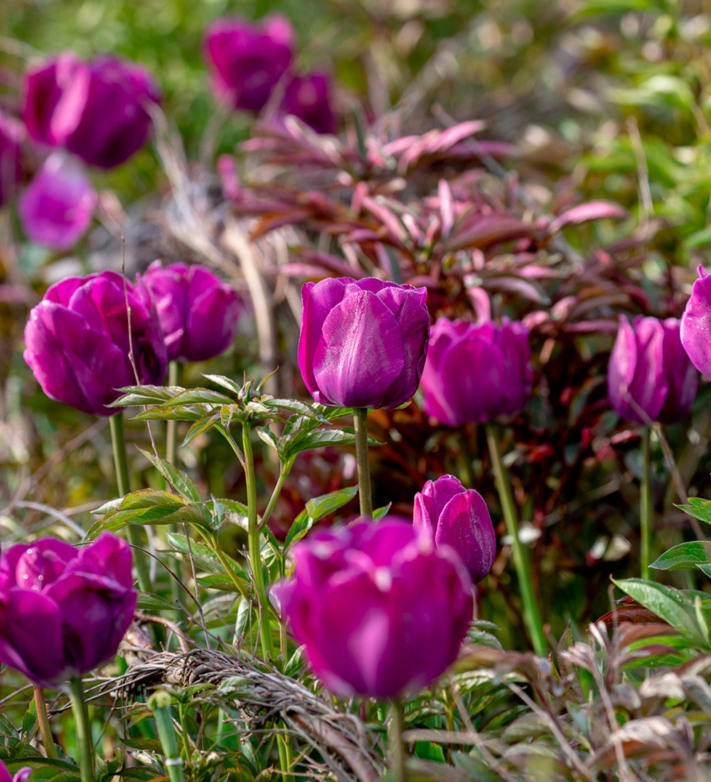 Sarah Raven Tulpe Negrita Blumenzwiebeln 10 Zwiebeln Lila