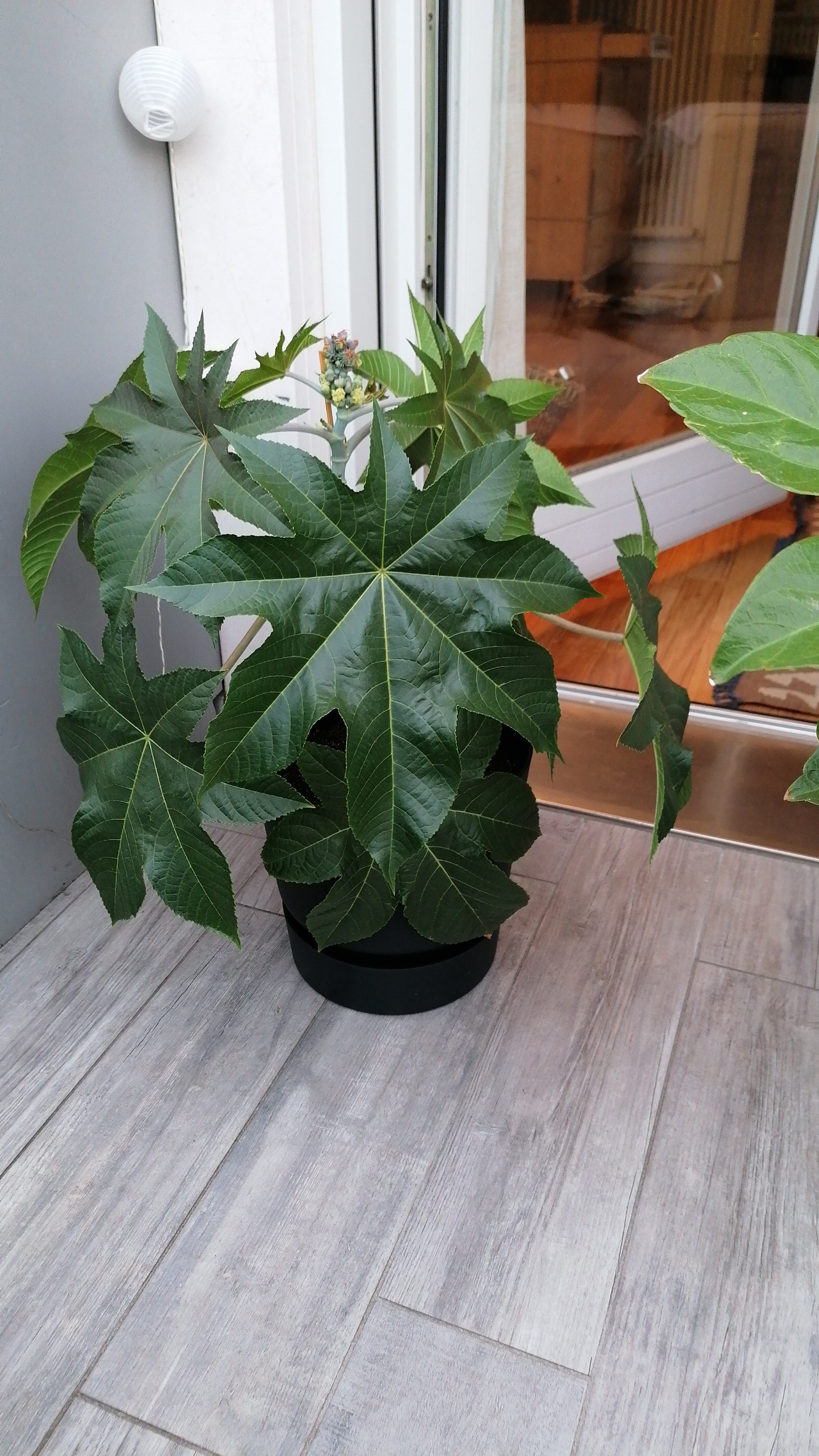 elho Greenville Rund Blumentopf 25 cm Weiß