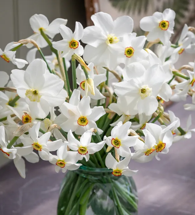 Sarah Raven Bulbs Pheasants Eye Narzissen Blumenzwiebeln 30 Stück