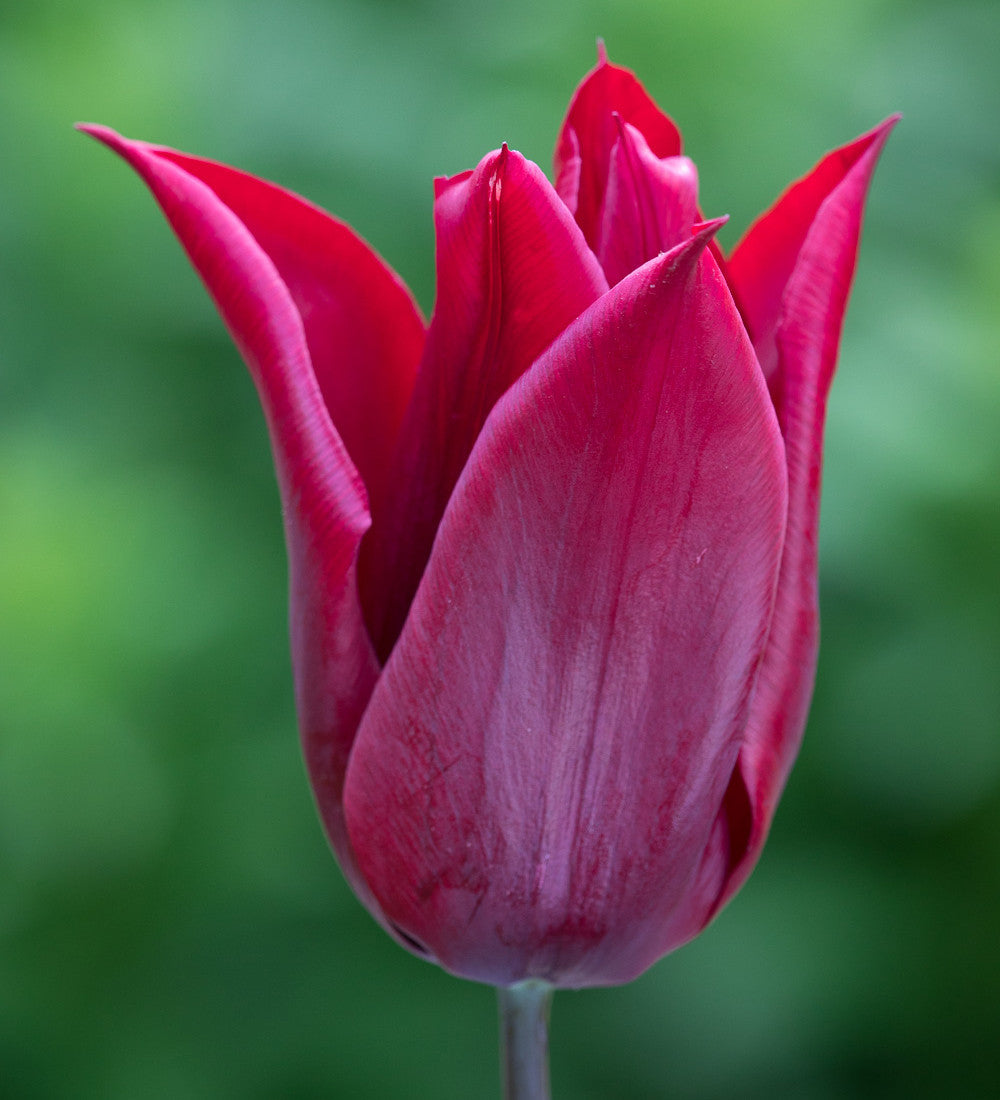 Sarah Raven Bulbs Tulpe Lasting Love Zwiebeln 10 Stück rot