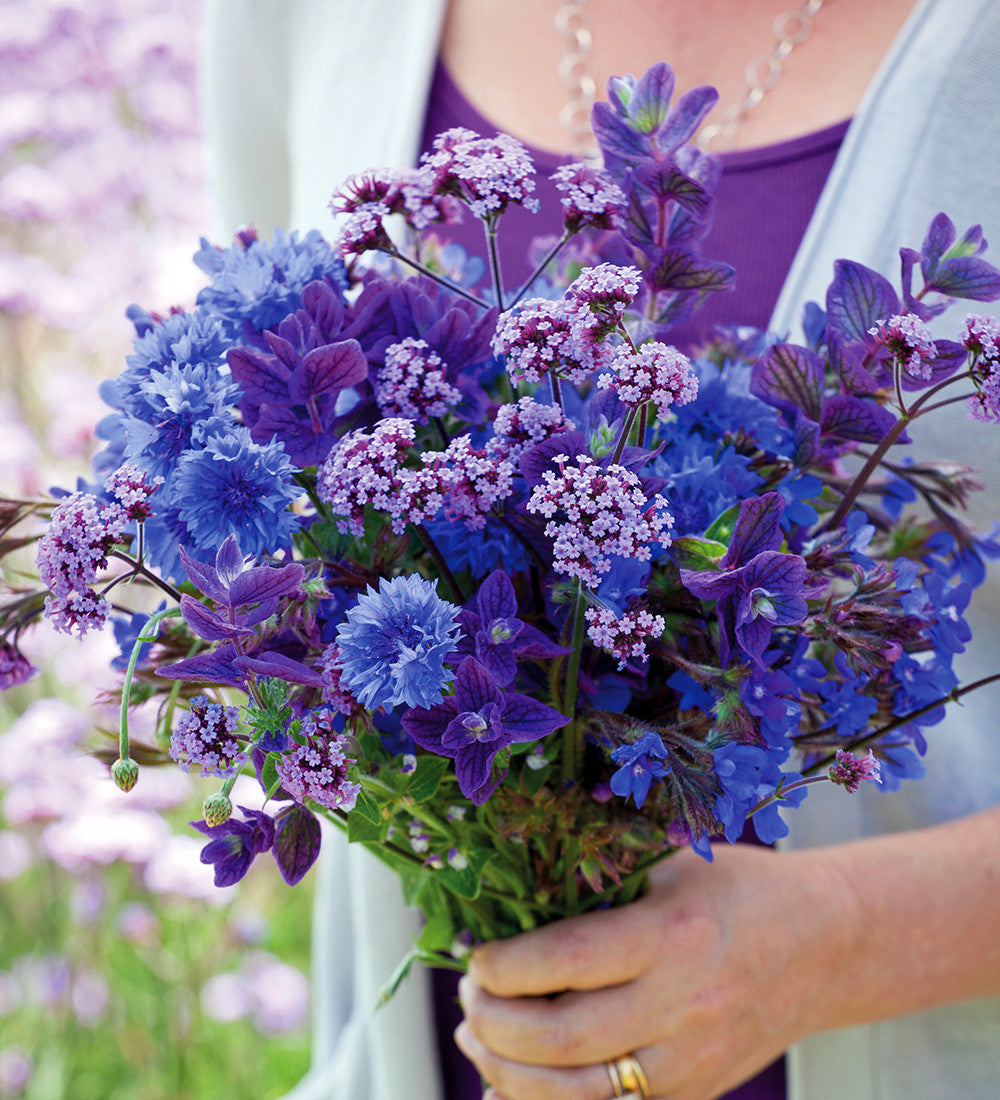 Sarah Raven Seeds Salvia Blue Monday Blumensamen 100 Samen