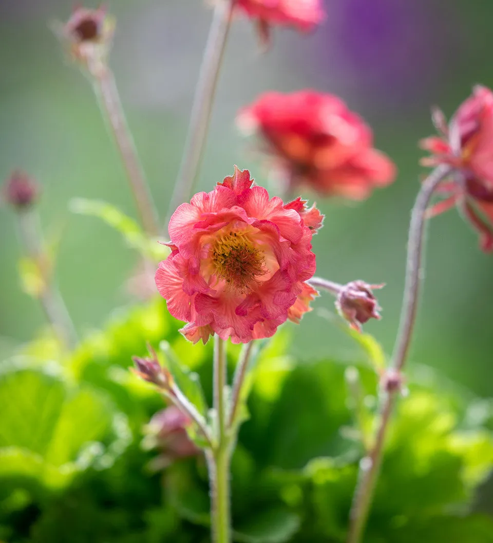 Sarah Raven Plants Geum Pink Petticoats Pflanze 3x9cm rosa