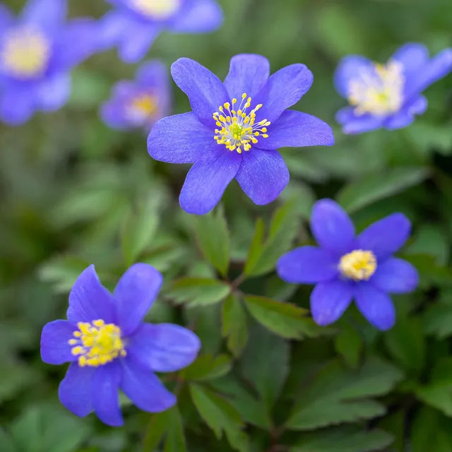 Sarah Raven Anemone Royal Blue Rhizome 10 Stück Schatten