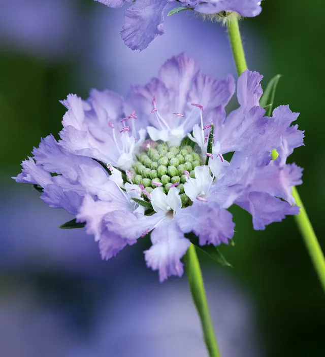 Sarah Raven Plants Scabiosa Perfecta Blue Pflanze 3x 9cm blau