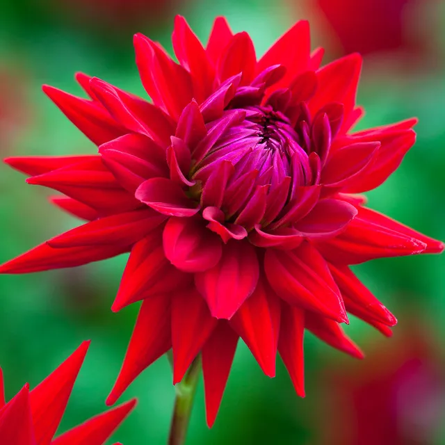 Sarah Raven Bulbs Dahlie Wittemans Superba Knolle Rot